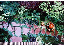 フロッグス　テラ