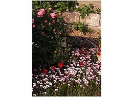 グリーン・オン・ザ・プラネット